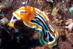 Nudibranch - Delighted the gills are visible in such fine... by David Drake 